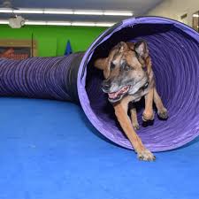 best flooring materials for dog agility