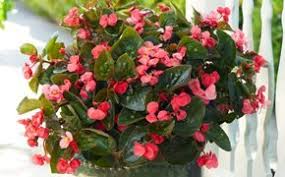 Begonias - How to Plant, Grow & Care for a Begonia Plant | Garden Design