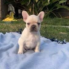 We take pride in providing healthy french and english bulldogs to the community. Adopt A French Bulldog Puppy Near Seattle Wa Get Your Pet