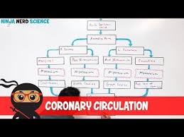 Circulatory System Coronary Circulation Youtube