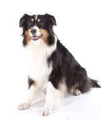 Help over 180,000 pets, that are available through rescues and shelters, find a home. Australian Shepherd Breeders Australia Australian Shepherd Info Puppies