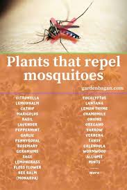 Sep 02, 2020 · mosquitoes are annoying, but we don't need to sacrifice native wildlife and put our own health at risk to keep them away. 27 Indoor And Outdoor Plants That Repel Mosquitoes Garden Bagan