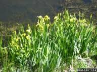 pale yellow iris, yellow flag iris: Iris pseudacorus (Liliales: Iridaceae ...