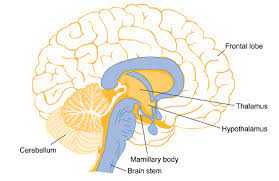 brain acts as a relay centre