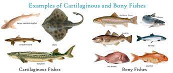 Bony fish, cartilaginous fish, heart, mammary glands, reproductive method, whales. Cartilaginous Fish And Bony Fish Examples Gktoday
