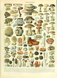 Free Mushroom Charts And Mushroom Illustrations To Print