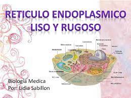 reticulo endoplasmico liso y rugoso