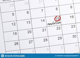 Red Highlighter With Ovulation Day Mark On Calendar Stock