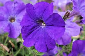 62 Purple Flower Types With Pictures Flower Glossary