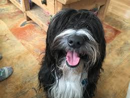 How much do tibetan terrier puppies cost? Training A Tibetan Terrier To Respect Personal Space Dog Gone Problems