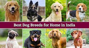 dogs for kids and families in india