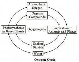 Flowchart Diagram For Oxygen Cycle Carbon Cycle And