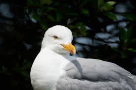 why do gulls have grey wings