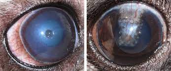 corneal ulcers in pets