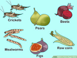 How To Feed A Sugar Glider 15 Steps With Pictures Wikihow