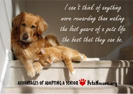 Pets N More: Inspiring Quotes For People Who Love Animals via Relatably.com