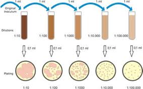 Schematic Diagram Representing The Serial Dilution And