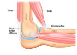elbow anatomy injury treatment