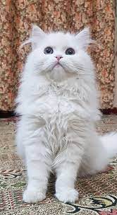 hd white persian cats wallpapers peakpx