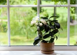 Liven up your decor with this list of the 12 best flowering indoor plants. Jasmine Flowers How To Care For A Jasmine Houseplant