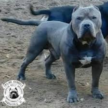 Blue nose pitbulls are indeed rare, but they are not a different breed from the american pitbull terrier. What Is The Difference Between American Bully And American Pit Bull Terrier Triline Kennels