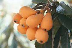 What month are loquats ripe?