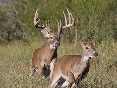Image result for deer pictures