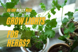 Grow Light For Herbs Indoor Plants