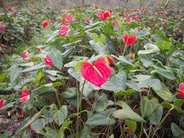 Tropical Flower Names