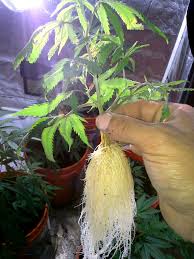 Whats The Best Pot Containers Explained Grow Weed Easy