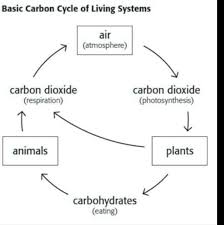 diagram ilrating the carbon cycle