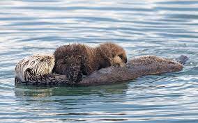 adorable sea otters sea otters