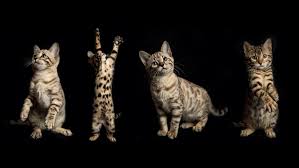 We like to make videos of our bengal cats and our. Lucky 1st Bengal Kittens 52 Rhodes Cir Hingham Ma 02043 Usa