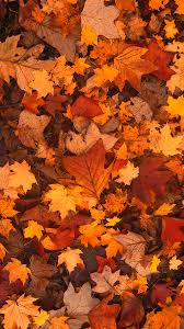 fall foliage hd wallpaper for android