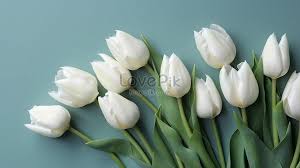 white tulip flower hd photos