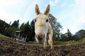 When all else fails, the stick approach is somehow most attractive as it usually produces instantaneous compliance and hence immediate results. Donkeys Carrots Sticks