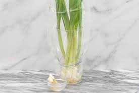 3 Ways To Keep Green Onions Fresh