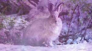 rabbit or hare dream dictionary
