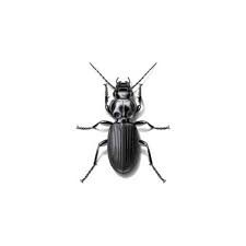 ground beetle identification habits