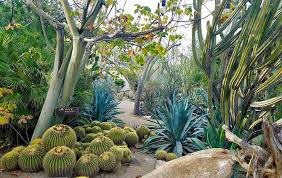moorten botanical garden in palm