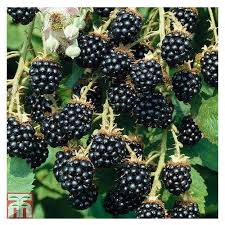 Blackberry has various nutritional benefits and rich source of antioxidants vitamins such as vitamin e, a blackberry health benefits and nutrition values. Organic Blackberry Fruit At Rs 800 Kilogram Bellandur Bengaluru Id 19454194330