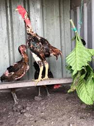 S1288 adalah sebuah situs taruhan adu ayam yang menyajikan pertandingan sabung ayam secara live streaming dari arena pertandingan sabung ayam yang berbasis di filipina, vietnam dan kolombia dengan menyediakan ayam bangkok sebagai ayam petarungnya. Ayam Ganoi Ciri Ciri Asli Bentuk Fisik Harga Cara Merawat