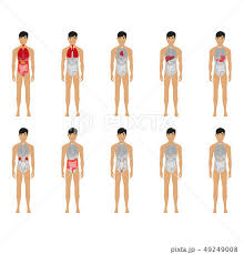 main 12 human male body organ systems