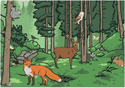 Woodland habitat