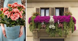 17 Beautiful Flowers For Small Balcony