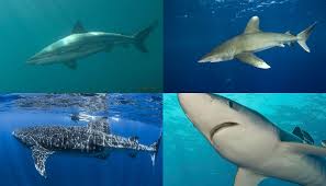 New Zealands Summer Shark Identification Guide Newshub