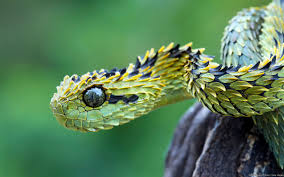 A google search pulls nothing but references to this one recoloured bush viper. Scales Tails Wings And Things Donatj Indonesian Autumn Adder Actually A