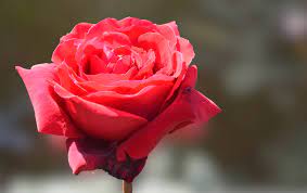 free images red rose flower bloom