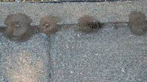 how to get rid of pavement ants ortho