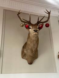 Taxidermy Deer Head Antiques Art